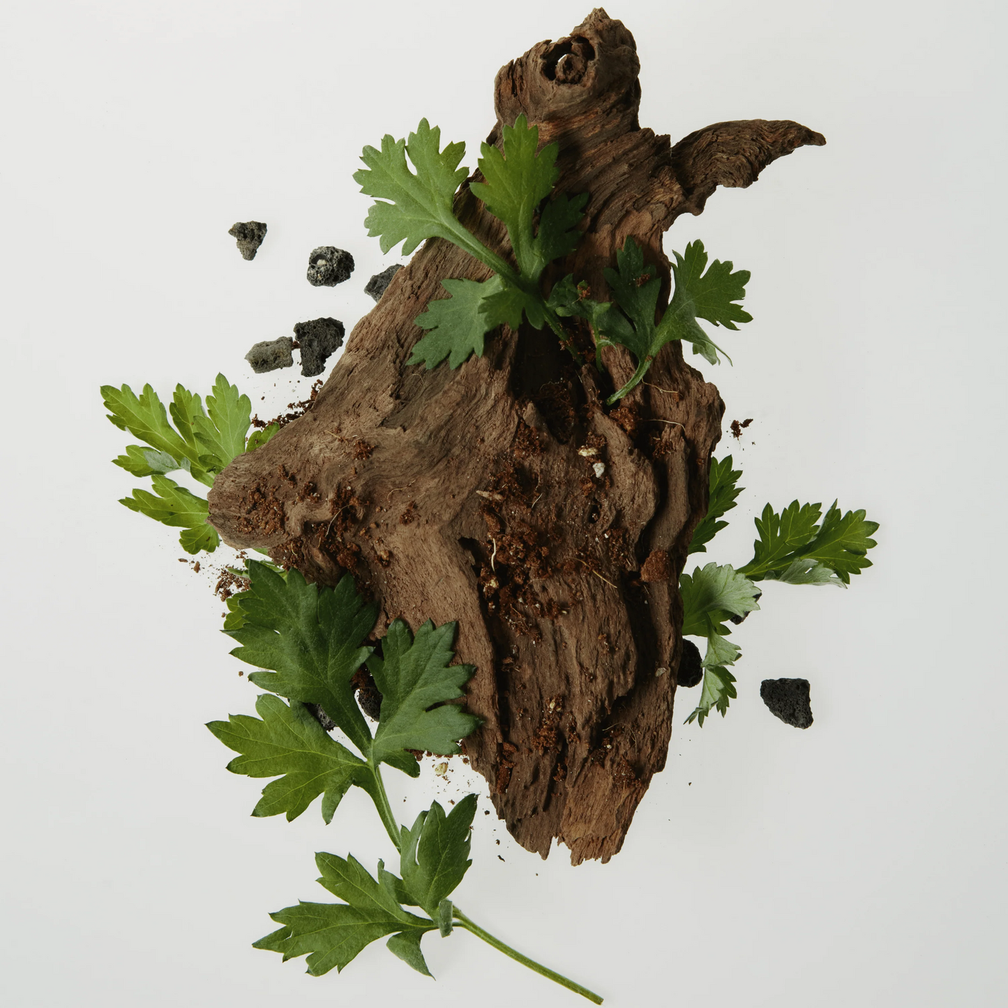 Calming Serum Green Tea + Panthenol