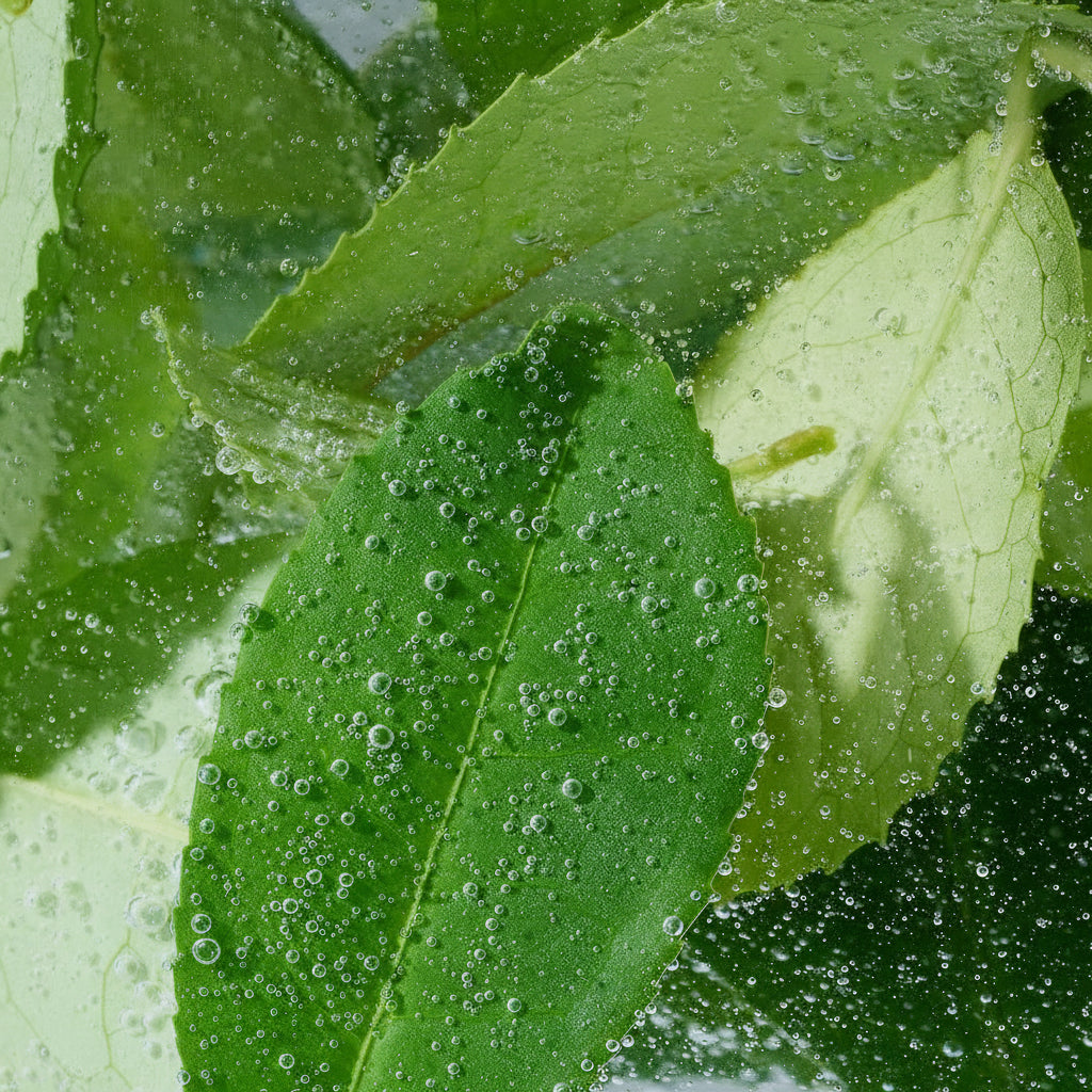 Green Tea Seed Hyaluronic Serum