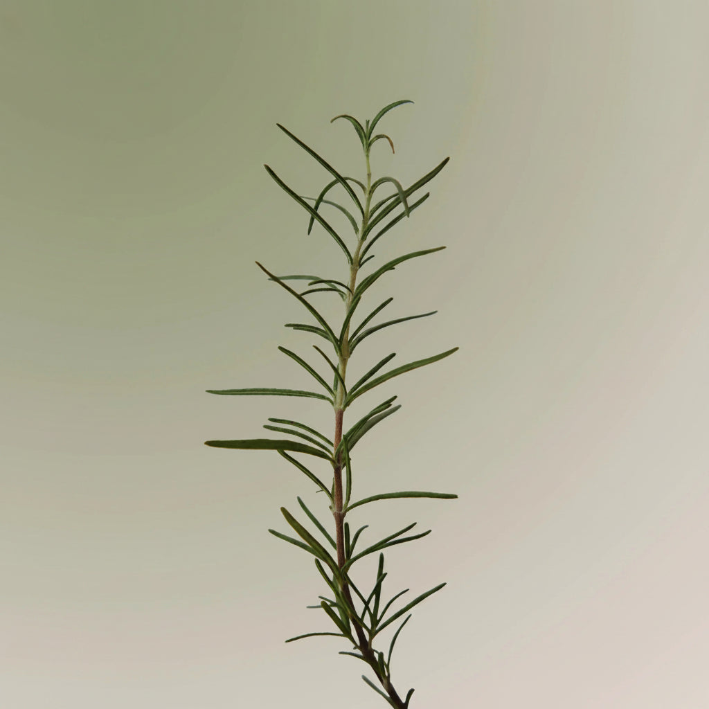 Rosemary Scalp Scrub