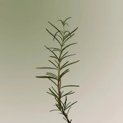 Rosemary Scalp Scrub
